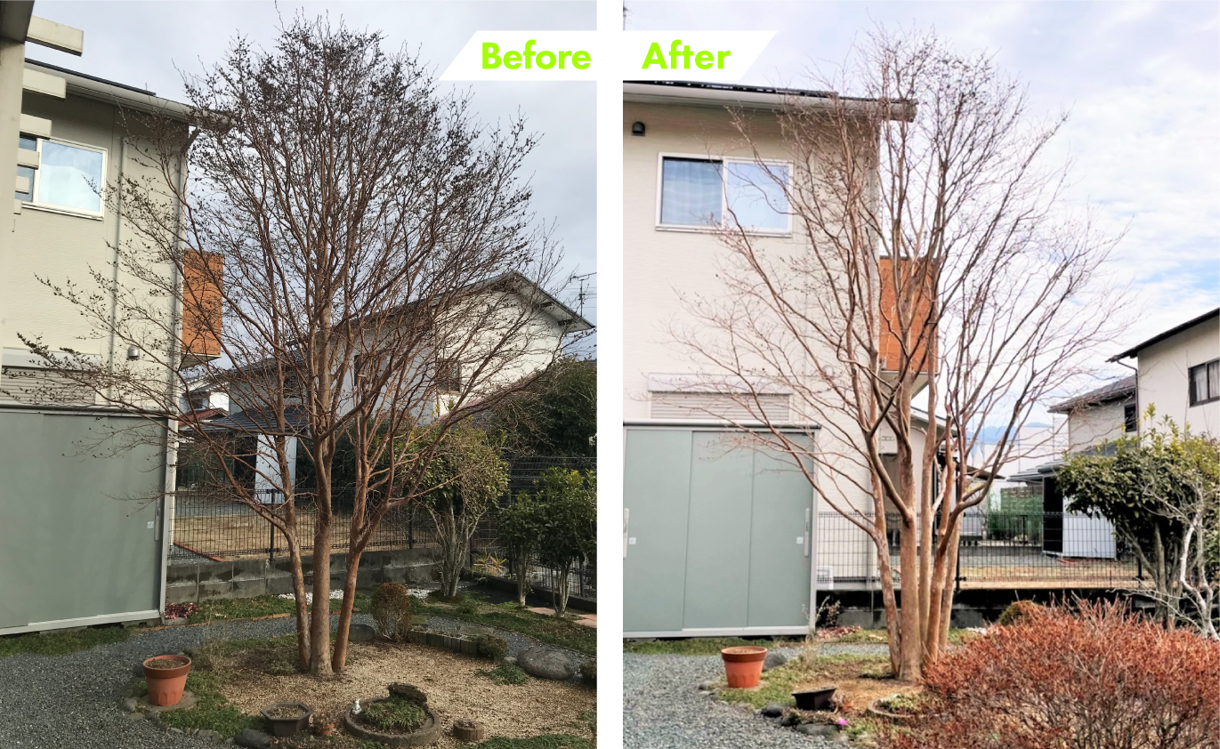 No 016 阿蘇郡 ヒメシャラの剪定 熊本のお庭やさん お庭の剪定 お庭メンテナンス専門サイト No 016 阿蘇郡 ヒメシャラの剪定 熊本のお庭やさん お庭の剪定 お庭メンテナンス専門サイト