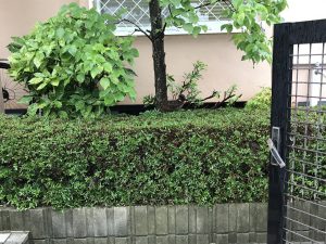 熊本市のお庭　剪定後